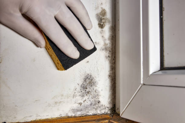 Mold Remediation for Vacation Homes in Hobart, WA